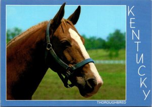 Kentucky Bluegrass Country Beautiful Thoroughbred Horse