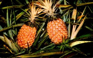 Hawaii Field Grown Ripe Pineapples