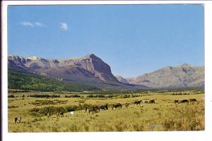 Ya Ha Tinda Ranch, Sundre, Alberta, Field of Horses