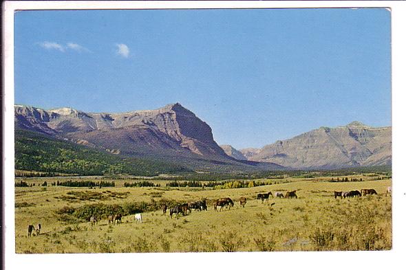 Ya Ha Tinda Ranch, Sundre, Alberta, Field of Horses