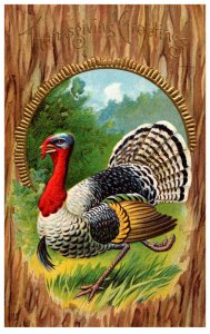 Thanksgiving  Tom Turkey