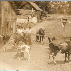 c1910s Amazing Farm Scene RPPC Family Cattle Kids Barn Homestead Real Photo A124