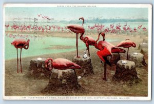 1923 Flamingoes Home Field Museum Of Natural History Chicago Illinois Postcard