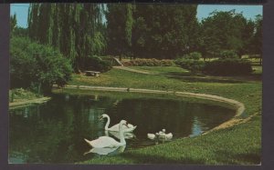 Iowa SIOUX CITY Memorial Park with Trumpeter Swans and Cygnets pm1971 - Chrome