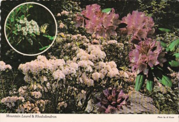 Flowers Mountain Laurel & Rhododendron