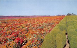 Valley in Bloom Lompoc CA