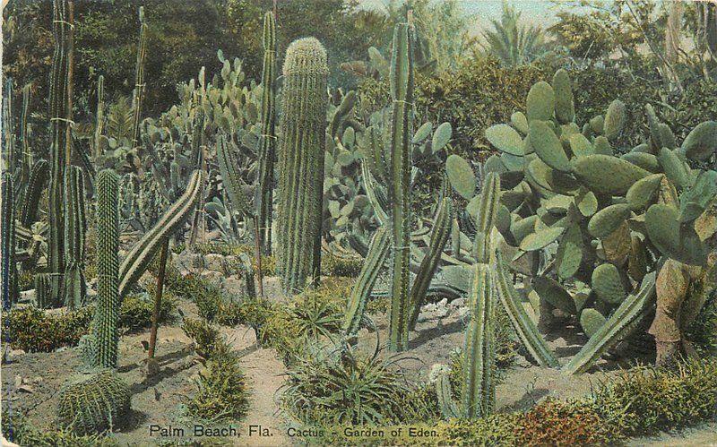 Cactus Garden of Eden C-1910 Palm Beach Florida Leighton postcard 10280