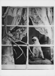 Cat Wanting To Eat Bird At Window Comic Photo Award Photo