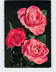 Postcard Three Roses