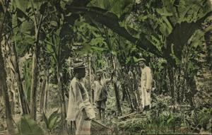 philippines, LUZON, Hemp Plantation (1907) Postcard