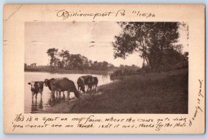 1910 Williamsport Pennsylvania PA Postcard This Is A Spot On My Farm Cows Drink