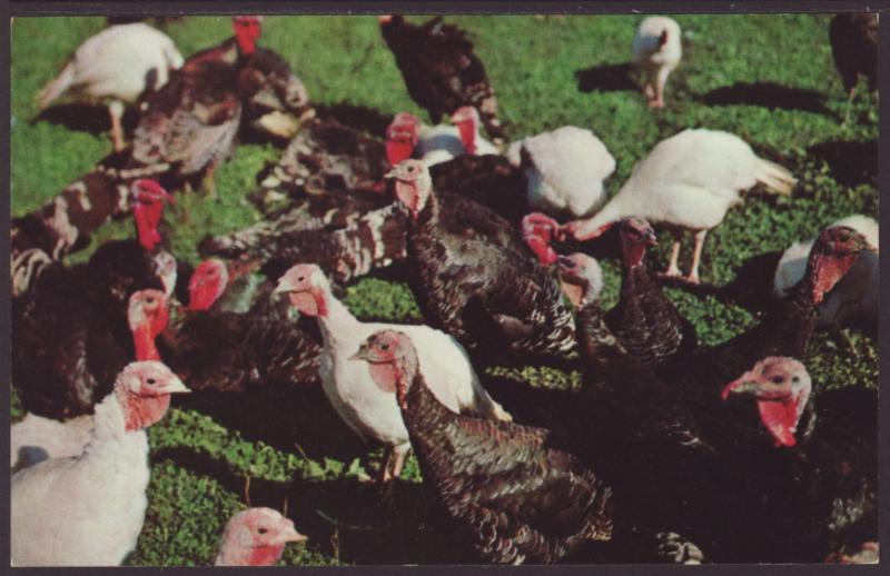 Turkey Flock Postcard