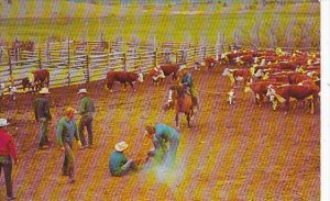 Cowboys With Cows At Branding Time