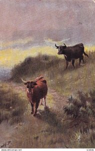 Cattle In The Highlands, An Approaching Storm, PU-1905; TUCK 9007