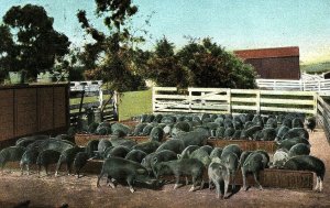 C.1910 Hog Pens Pig, Santa Barbara, Cal. Postcard P121