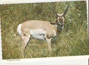 Animal. Pophorn Antelope Nice modern American photo postcard