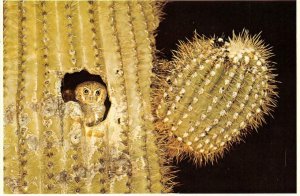 Animal  ELF OWL Nesting In Giant Saguaro Cactus NIGHT VIEW 4x6 OVERSIZE Postcard