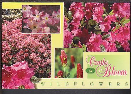 Wildflowers Ozarks in Bloom Postcard BIN 