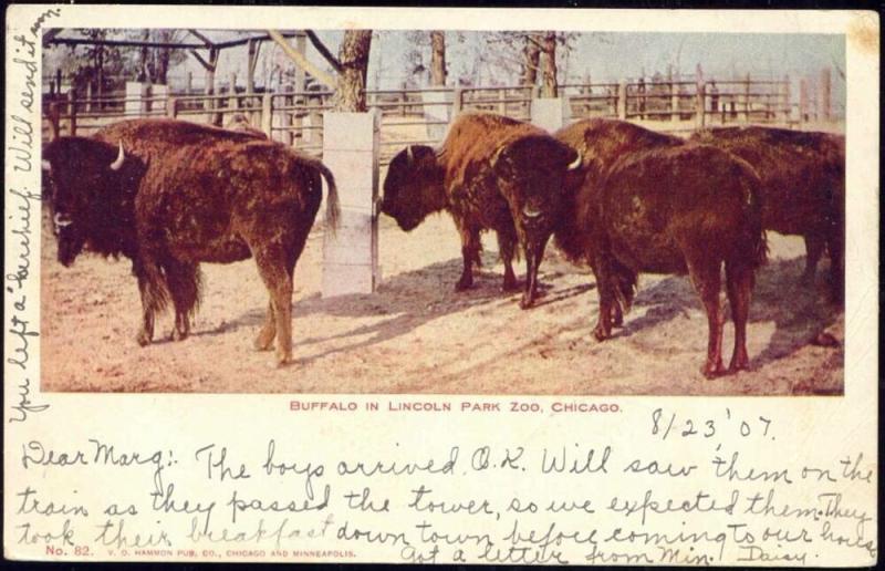 Chicago, Ill., Buffalo in Lincoln Park Zoo (1907)