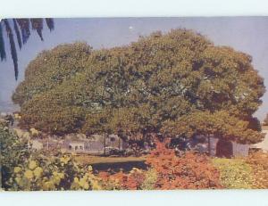 Unused Pre-1980 FIG TREE Santa Barbara California CA hn0844