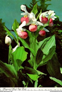 Minnesota Official State Flower The Showy Lady Slipper