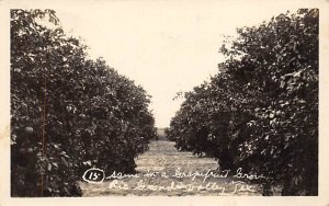 Rio Grande Valley Real Photo - Rio Grande Valley, Texas TX  