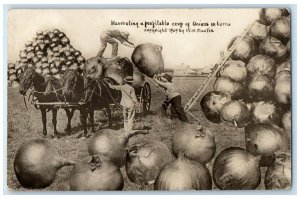 1912 Harvesting Exaggerated Onions Martin Walker Iowa IA RPPC Photo Postcard