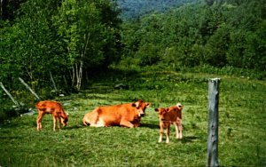 Cows Momma and Calves Grazing