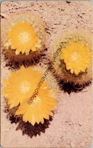 South American Variety Cactus in Bloom Postcard PC347