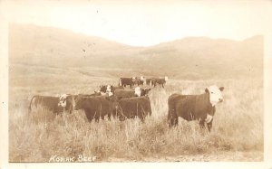 Kodiak Beef Cows 1949 real photo