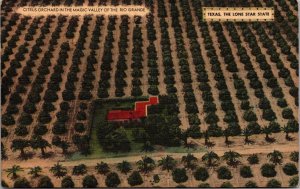 Linen Postcard Citrus Orchard in the Magic Valley of the Rio Grande Texas~139468