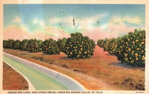 Vintage Postcard 1939 Irrigation Canal Citrus Grove Lower Rio Grande Valley TX