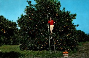 Picking Oranges At One Of Florida's Many Groves