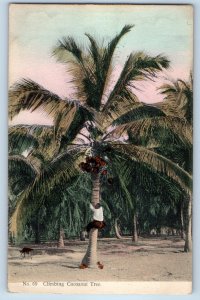 Kingston Jamaica Postcard Man Climbing Cocoanut Tree c1910 Antique Posted