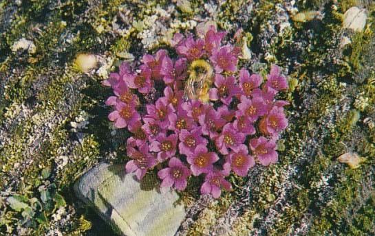 Flowers Purple Saxifrage With Bumblebee Cape Bathurst North West Territories ...