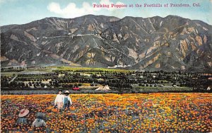 Picking Poppies Foothills of Pasadena Pasadena CA