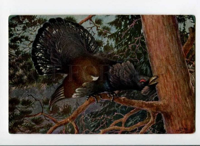 288908 RUSSIA BZ Zvorykin Zvorikin BIRD HUNT wood grouse Granberg postcard