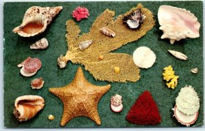 Postcard - Sea Shells gathered Along the Beaches of the Atlantic and Gulf Coast