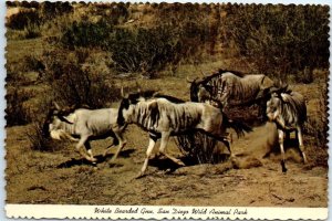 Postcard - White bearded Gnu, San Diego Wild Animal Park - San Diego, California