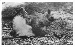 Arizona Frasher Kaibab Lodge RPPC Photo Postcard White Tailed Squirrel 21-2005