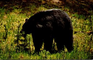 Wyoming Yellowstone National Park Black Bear