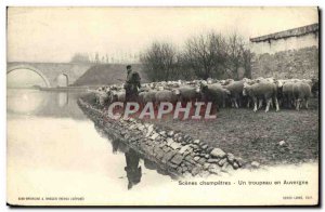 Old Postcard Scenes Champetres A Flock Sheep In Auvergne Berger