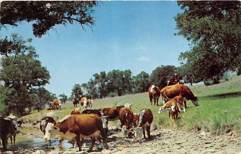 Cattle at a Water Hole Cow Unused 