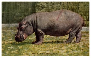 Hippopotamus Pete