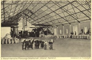 cameroon, West African Plantation Victoria, Cocoa Drying Hall (1920s) Postcard