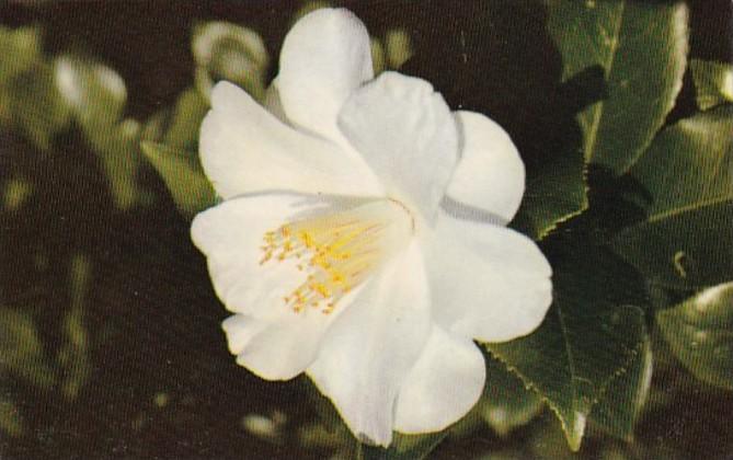 Alabama Mobile Beautiful Imura Camellia Bellingrath Gardens