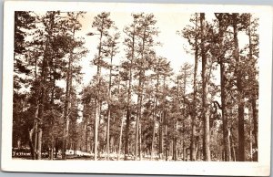 RPPC Yellow Pine in National Forest