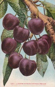 Cluster Of Black Tartarian Cherries Fruit by Edward Mitchell