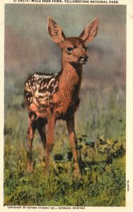 Vintage Postcard 1930's Mule Deer Fawn Yellowstone National Park County Wyoming