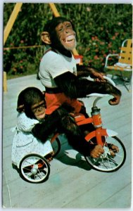 Postcard - Me And My Shadow, Chimpanzees at the Monkey Jungle - Miami, Florida